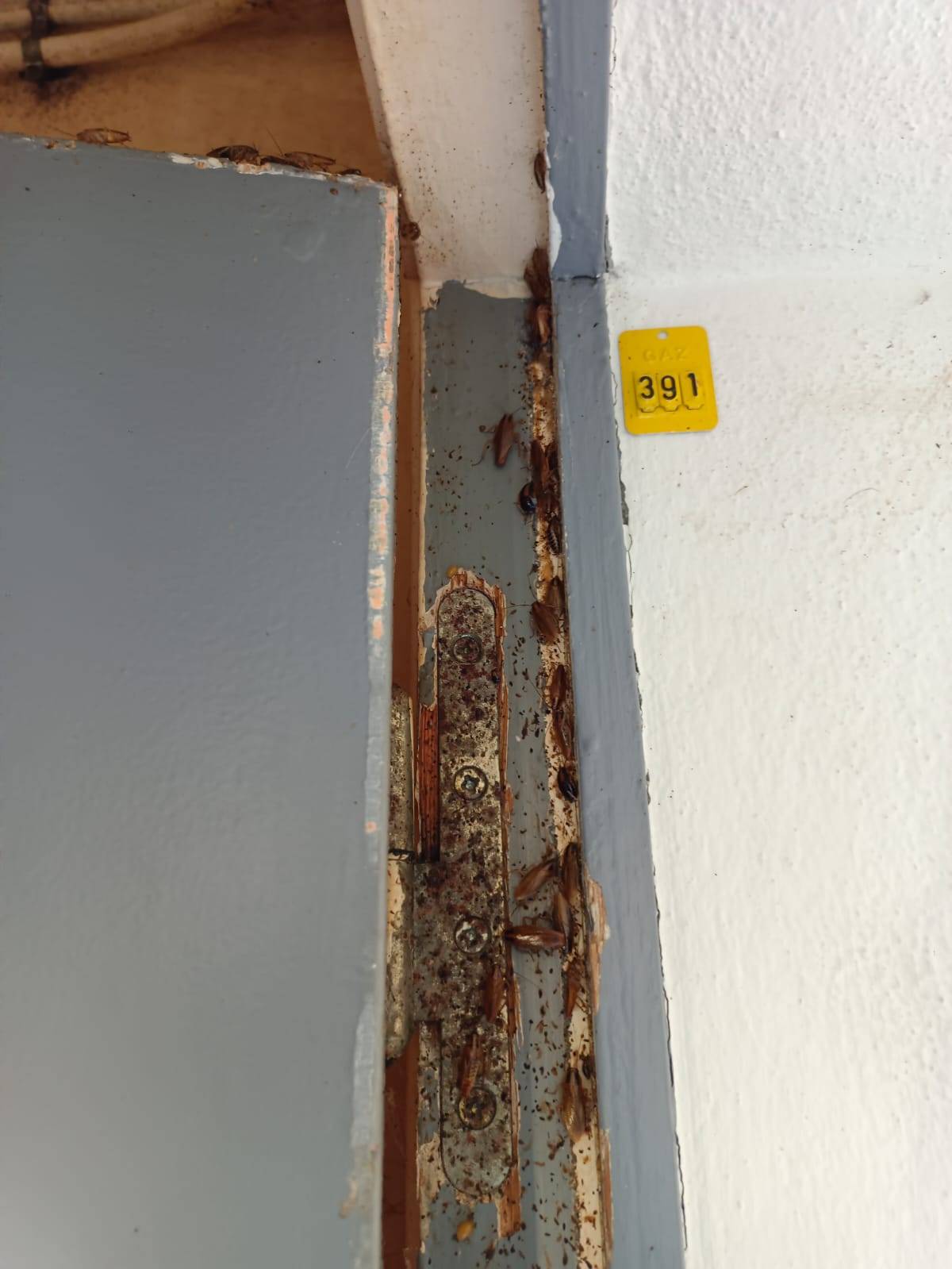 Service d’extermination des rongeurs avec pièges mécaniques et appâts non toxiques pour bureaux et entrepôts à Toulouse en Haute-Garonne 31000