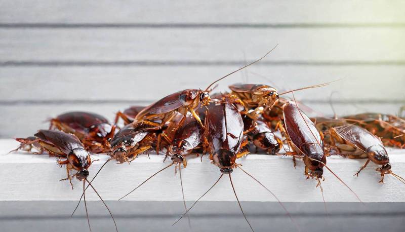 Cafards et blattes, éliminer les cafards