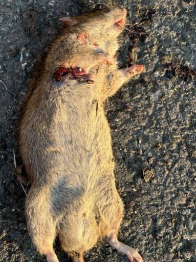 Rat mort suite à l'intervention de dératisation grande distribution proche Montauban