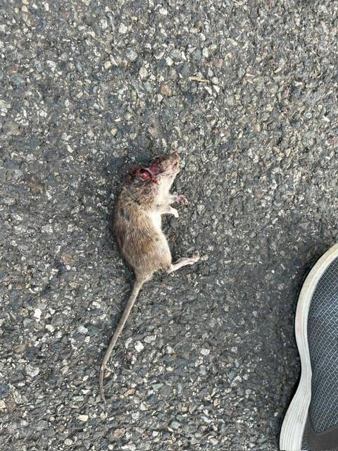 Cadavre de rongeurs suite dératisation en Occitanie