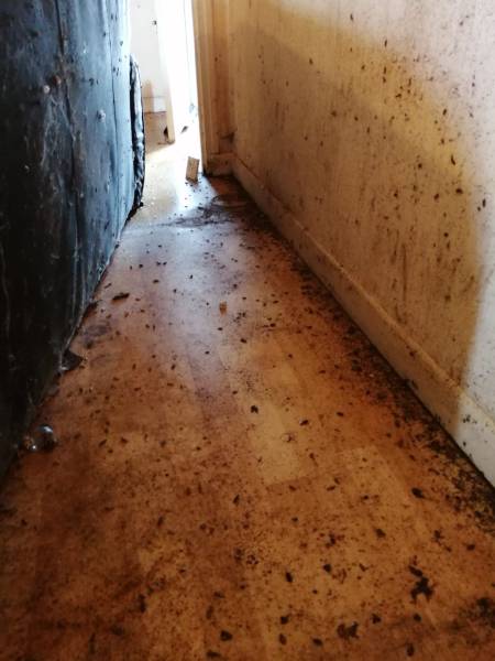 Forte infestation de blattes cafards du logement