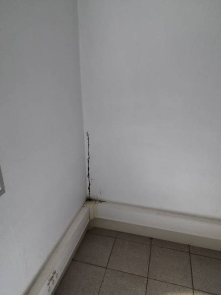 Saignée dans le mur faite par les termites intervention désinsectisation dans le Tarn
