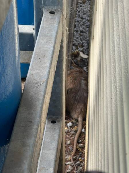 Présence de rat le long du bardage du magasin