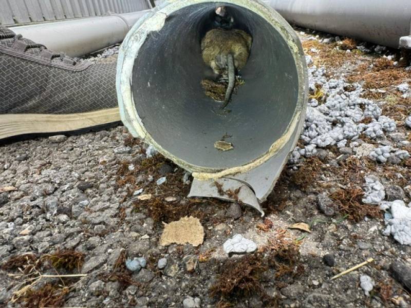 Rat circulant dans les tuyaux PVC  extérieurs du magasin