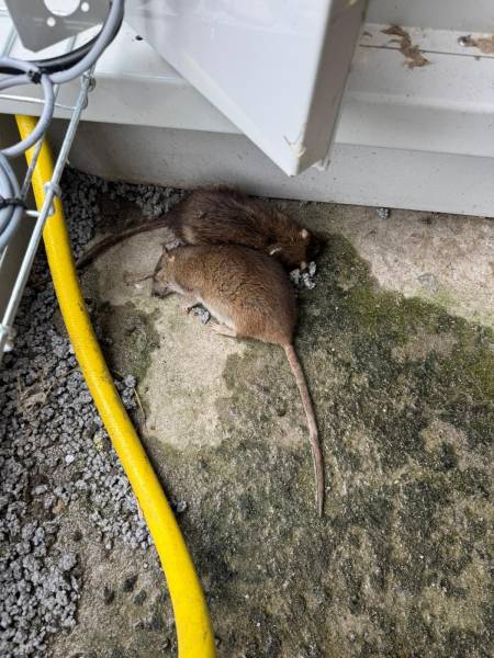 Cadavres de rat retrouvés