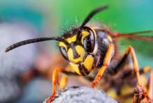 Notre zone d'activité pour ce service Entreprise de désinsectisation rampants et volants en urgence à