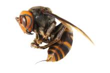 Notre zone d'activité pour ce service Dératisation en urgence pour intervention en entreprise agroalimentaire à