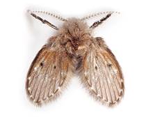 Notre zone d'activité pour ce service Entreprise de dépigeonnage avec voiture banalisée pour intervention discrète en centres-villes et espaces publics à